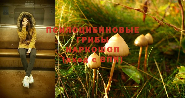 прущие грибы Бронницы